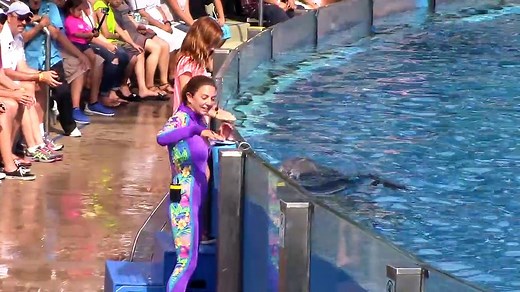 Dolphin Days (Full Show) at SeaWorld San Diego on 8-30-15_