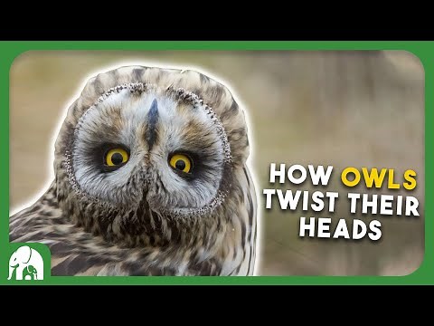 How Do Owls Turn Their Heads So Far?