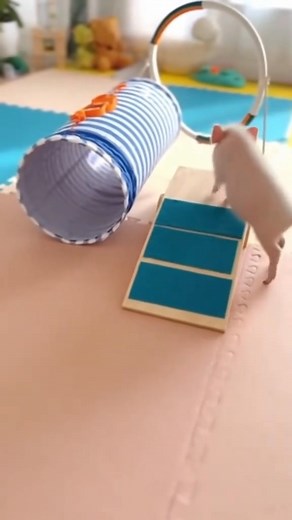 pov you just enrolled a pampered baby pig in boot camp pinky the...