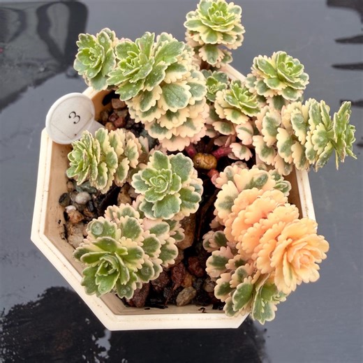 Sedum Takesimense Atlantis Variegated Pictured in 2.75" Pot - Etsy