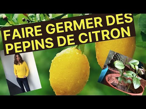 GERMINATING LEMON SEEDS