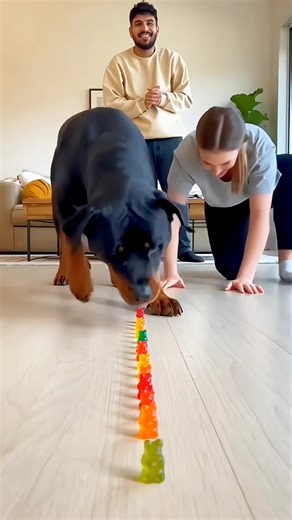 8.2K views · 42 reactions | Rottweiler vs Woman: The Gummy Bear Gauntlet!  #dog #funny #funnydogs #AI #challenge #rottweiler | lana rose | Facebook