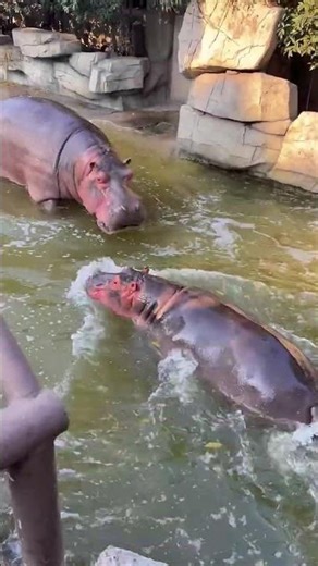 Hippo Lifestyle: Family Moments in the Water