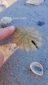 17K views · 1K reactions | Buried treasure in the sand ✨️ #atthebeach #sanddollars #beachtreasures #shelling | The Seashell Mermaid | Facebook