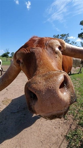 Just here trying to video some steers walking back to their paddock, but N Bar Euchre had to stop and check just incase I had a treat for him! 😆 | N-Bar Texas Longhorn Stud