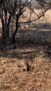 Pangolin defend it self from lion attack. | Nature animal life