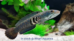3K views · 72 reactions | Peacock Snakehead: Channa pulchra This...