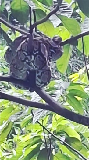 Huge Python in the wild!#snake #python #wildlife in Singapore Bidadari Park Dec2025