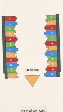 DNA Replication Explained