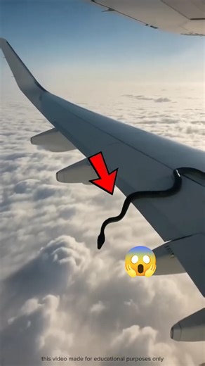 flying snake 🐍 | Flying Snake Explained 🐍 | Western Ghats & North-East India