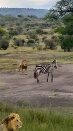 male lion attacks zebra