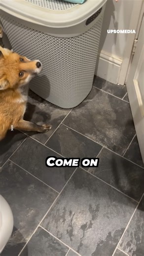 The little fox went in looking for a tiny corner to rest. Unfortunately for her, the house wasn’t hers. | The Kiwi