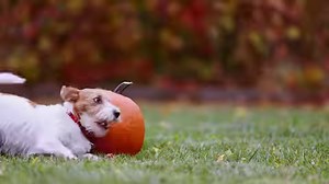 Getting ready for a pumpkin carving contest 😂 #Dog #JackRussell #pumpkin #halloween | Animal Planet