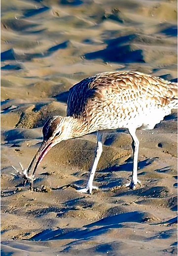 Eastern Curlew: A Migratory Marvel of Australia