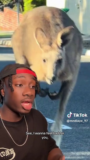 Kangaroo Parenting: Unique Ways They Care for Young