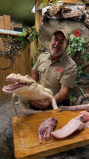 Coco the alligator reveals her favorite foods during a close feeding encounter