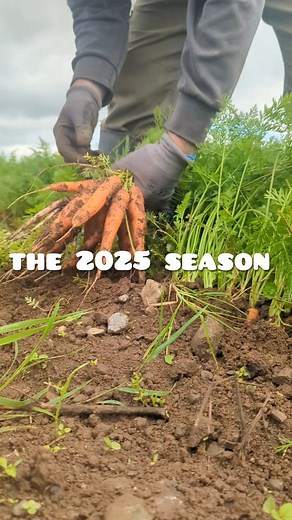 And that's a wrap on the 2025 season. We've grown and harvested so much amazing food, packed so many orders for our amazing customers, gained so many new followers in our little corner of the internet, and none of that would have happened without YOU and the incredible support you show us each and every week. Thank you from all of us here at Green Earth Organics, it's been an amazing year and here's to more amazing things in 2026 💚💚 let's do it, together! Thank you. Kenneth | Green Earth Organ