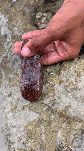 amizing sea cucumber 😱 #Amizing #fblifestyle | Master Ilanders
