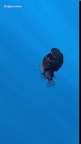 Scientists capture first footage of rare black sea devil fish swimming in daylight