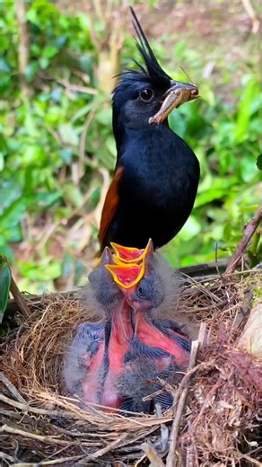 Teamwork in Nature: Parent Birds Catch a Grasshopper Together