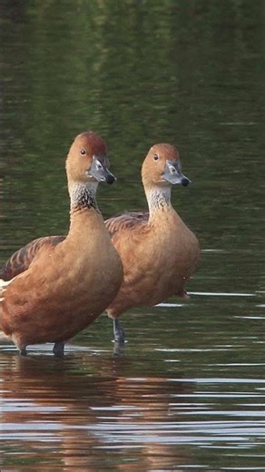 Fulvous Tree Duck Bird Sound Video Peaceful Nature Sounds