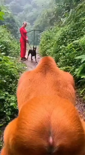 Unexpected Gorilla and Dog Friendship! A gorilla approaches a dog, but instead of tension, a heartwarming hug ensues. Witness this touching moment! #fblifestyle #AI Generated using Kling AI . . . (For entertainment purposes only. Consult professionals if guidance on activities is presented. No brand affiliation is implied if any are shown. If inspired by true events, creative adaptations may be included. Content may include public footage.) | Fabiosa Daily