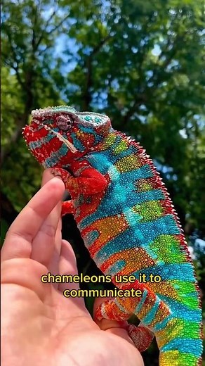 How Chameleons Change Color | Nature’s Master of Disguise 🦎