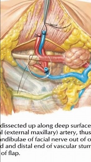 What Are Your NECK Muscles And What Do They Do?