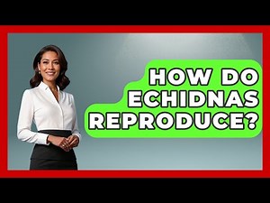 How Do Echidnas Reproduce? - The Wild Life Explorer