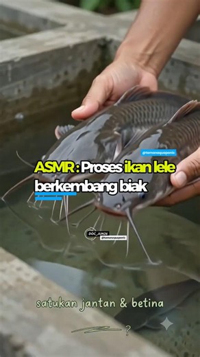 ASMR bagaimana ikan lele berkembang biak!