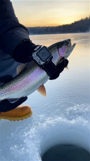 Gopro Underwater footage on Trout! #shorts #trout #underwatercamera #gopro