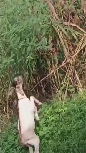 goat 🐐 farming #bangal goat 🐐 #black bangal