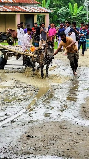 Horse Power Test | Top Circus