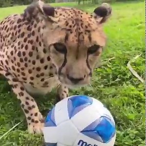 Nia is becoming quite the soccer star! Make sure you turn up the volume to hear her purr. | Cincinnati Zoo & Botanical Garden