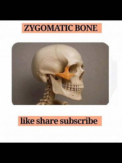 Zygomatic bone - paired bone.#anatomy #biology #ANINDITA TEWARY# ANATOMY