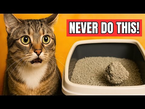 Stop Doing THIS With Your Cat’s Litter Box — It’s Causing Hidden Stress!