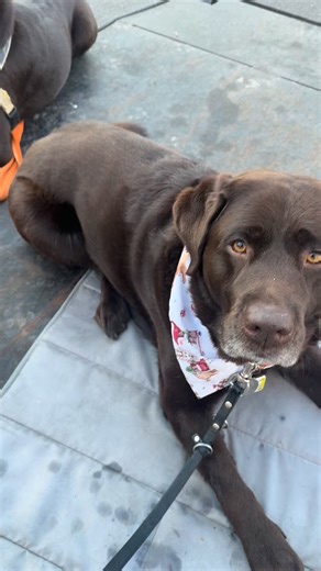 30 reactions | Testing out the trailer that will be transformed by our amazing puppy raiser family into our holiday float for the Yardley Christmas parade on Saturday‍了. We can’t wait! Stay tuned for the transformation #alphabravocanine #veteran #servicedog #lifechangers | Alpha Bravo Canine | Facebook