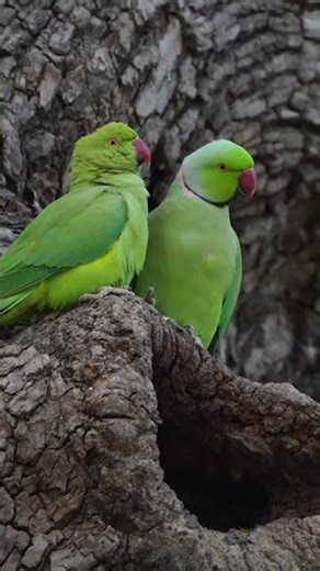 wild with me #wildlife #birds #parrot #nature #sony #betlanationalpark #shorts #trending #viral