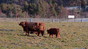 39K views · 335 reactions | Check out this awesome video released today to promote the beautiful Royal Deeside in Aberdeenshire. All of this is just one hour's drive from Aberdeen Airport - amazing! | Aberdeen Airport | Facebook