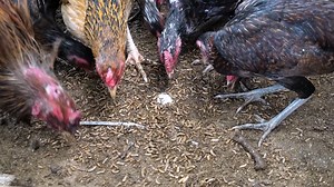 365K views · 2.8K reactions | Maggot Dan Ayam KUB Solusi Untuk Menekan Pakan Pada Ayam Petelur Dan Ayam Kampung Integrated Farming | Agrotek | Facebook