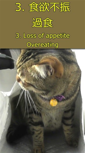 #shorts ネコがストレスが溜まっている時にする行動は？What behaviors do cats exhibit when they're stressed? #ストレス #ネコ