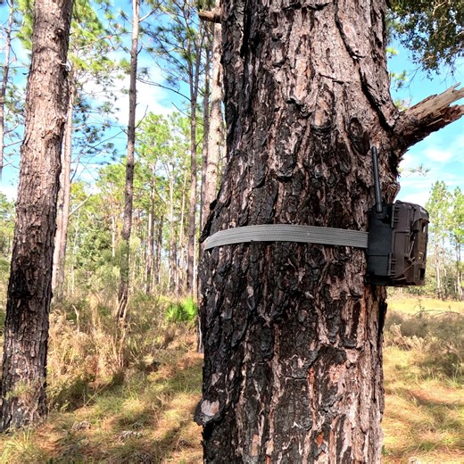 Florida World Nature on Instagram: "During the hike, we spotted a trail camera and, without missing a beat, the whole group struck a pose for it. #trailadventures #hikingmoments #caughtoncamera #naturefun #squadgoals"