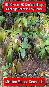 6000 Kesar 3G Grafted Mango Saplings Ready in Poly House. Mission mango is very important movement enabling farmers with fruit based livelihood which is helping employment and also saving the world from climate change. This year we have a humble target of 5,00,000 mango sapling development and I am sure we will achieve it together. We will also be developed in support plantation of various fruits and flowering which will be additional 5 lakh trees. | Mission Green Mumbai