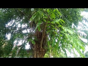 The Angsana / Sonokembang (Pterocarpus indicus) tree is fast growing, suitable as a roadblock