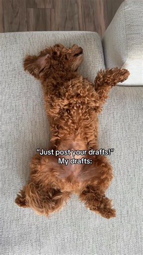 Theo the Cockapoo on Instagram: "If all of your drafts aren’t of your dog, then do you even have a dog? #cockapoopuppy #cockapoodaily #funnydogvideos #funnypuppy #cockapoolife #cockapoo_corner #cutestdogs #funnypuppyvideos #minicockapoo #minidoodle #minidoodles #dogssleeping #dogssleepingfunny #funnydogsvideos #sleepyboy #sleepypuppy #sleepypup #tiredpuppy #tiredpup"