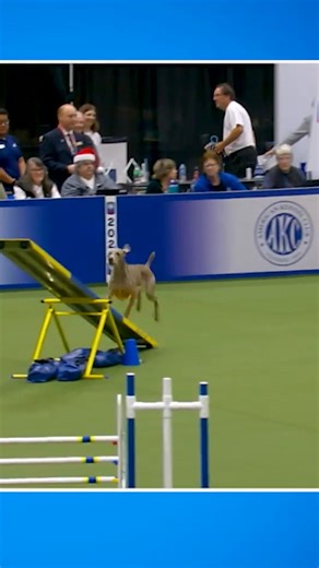 Sterling the Weimaraner rocketed through the course and won the 24" division at the 2024 AKC Agility Invitational! 🚀 Watch the 2025 AKC Agility Invitational tomorrow, 12/25 at 2:30 PM ET on ESPN 2📺 | American Kennel Club