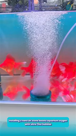 Installing a nano air stone boosts aquarium oxygen with ultra-fine bubbles