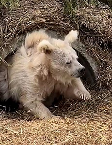 195K views · 1.4K reactions | We understand you, Mr. Bear...  | WTVideo | Facebook