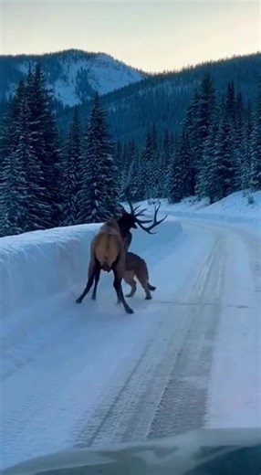 In the middle of a quiet winter road, the stillness feels almost unnatural. The forest standing motionless in the cold. Ahead, a bull elk with full antlers stands in the roadway, breath drifting into the air as if the world is holding its breath with him. Then someone in the car notices movement near the tree line. At first it’s just a shape, perfectly still, partially hidden among the trees. A cougar. Watching. Waiting. The camera comes up just in time as the cat breaks cover, sprinting across 