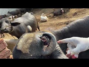 🐃 Maggots in Buffalo’s Head Wound After Horn Injury | Complete Treatment & Care 🐛